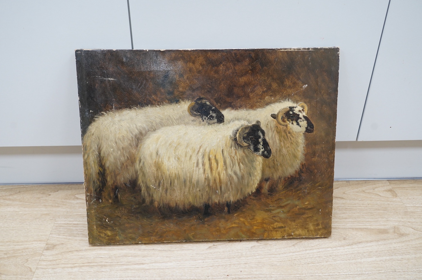 Late 19th / early 20th century oil on canvas, Study of three sheep, unsigned, 41 x 52cm, unframed. Condition - fair